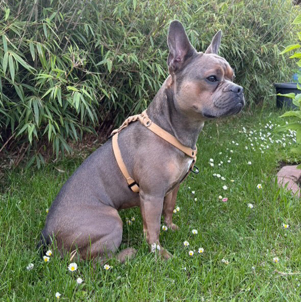 Hundegeschirr Fettleder, Camel, teilgeflochten