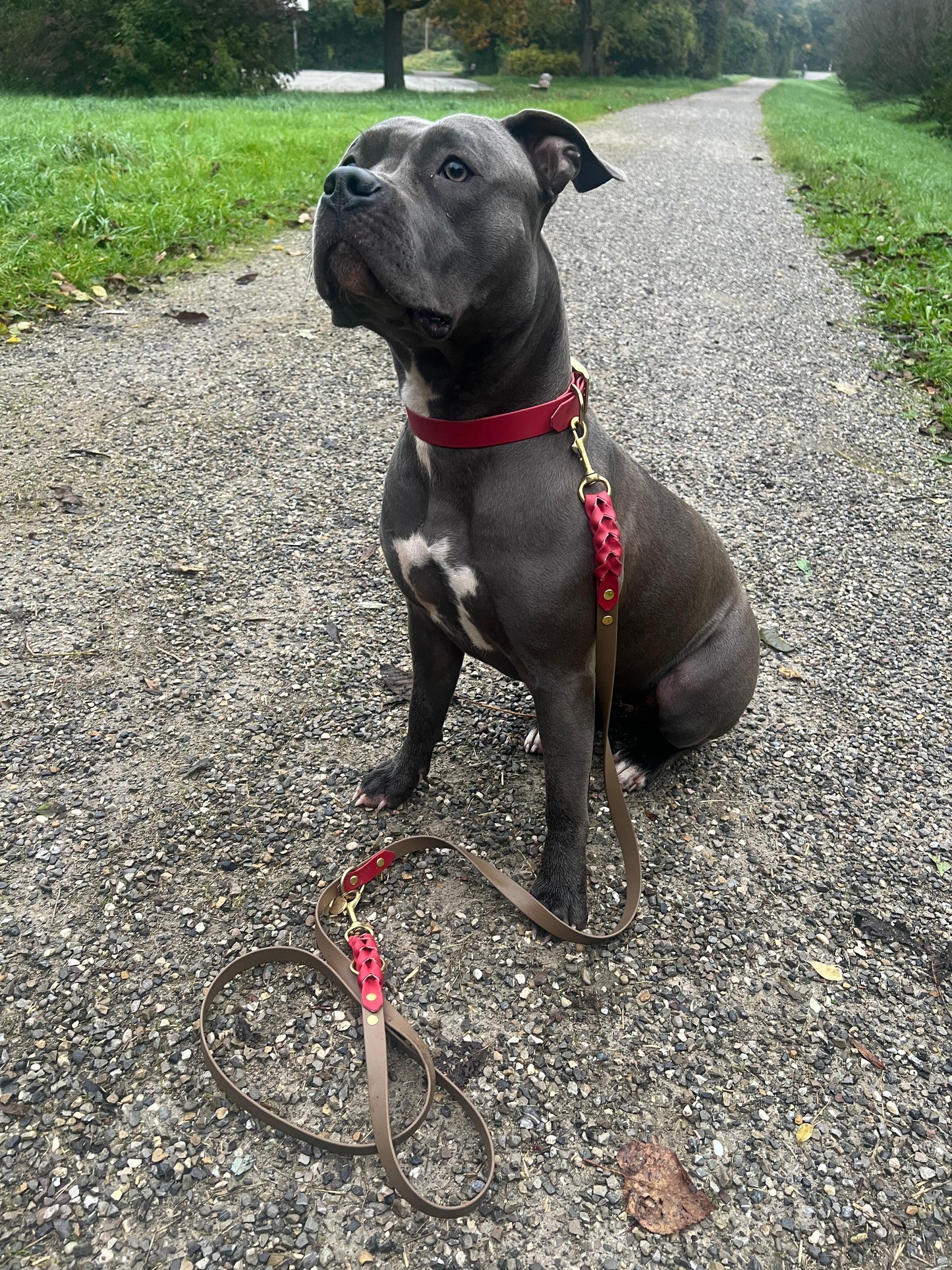 Biothaneleine, Mittelbraun mit Crimson Rot, verstellbar