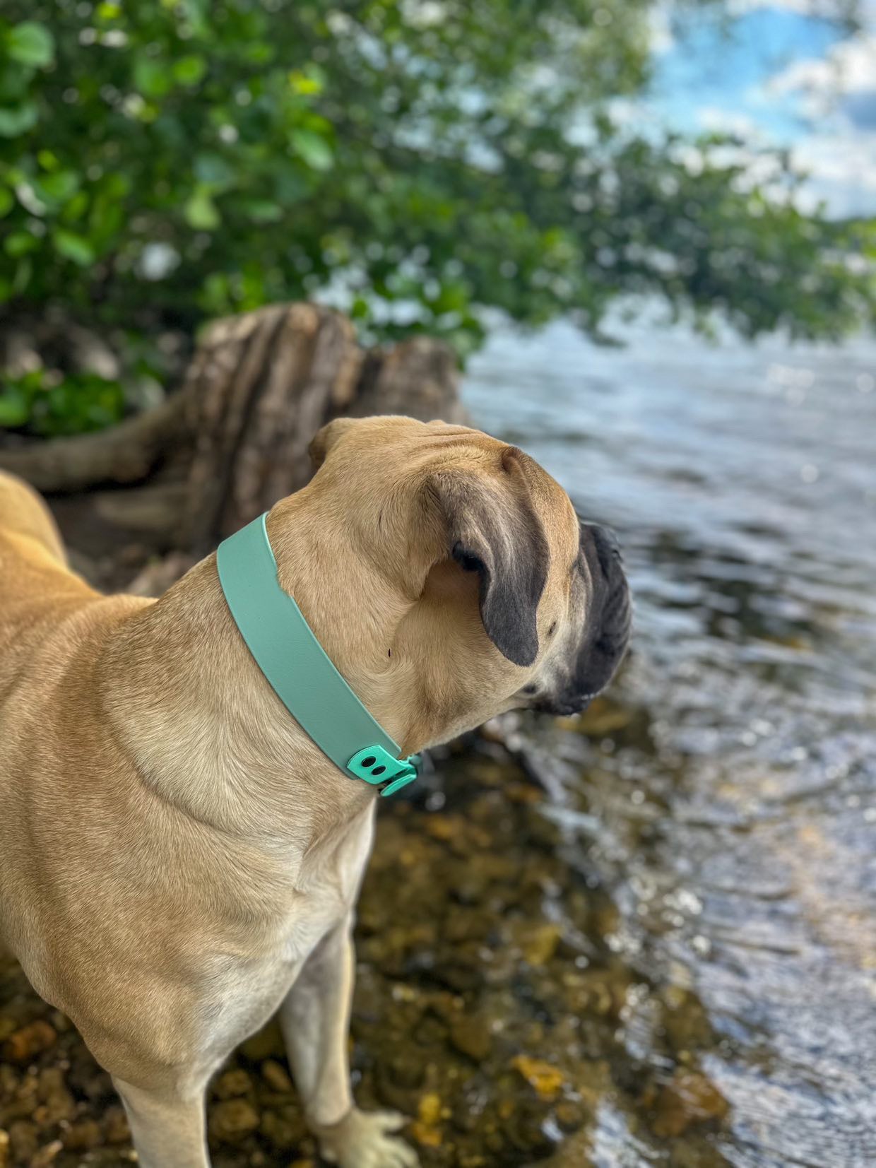 Halsband Biothane, Sea Grün und Caribbean Grün, extra breit