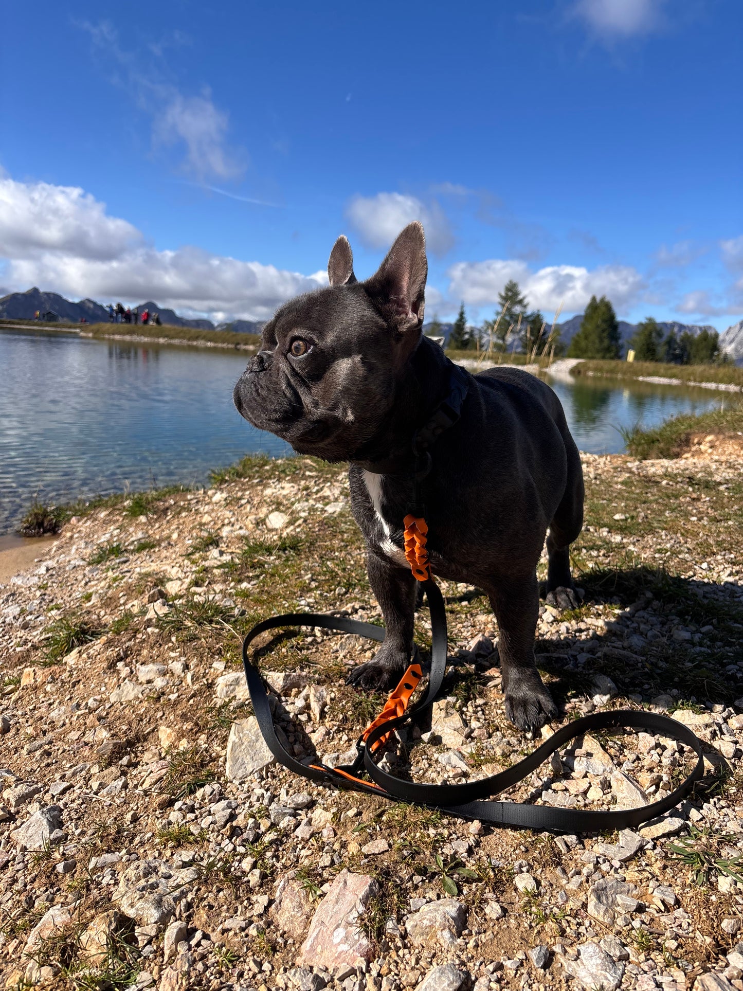 Biothaneleine, Schwarz und Burnt Orange, verstellbar