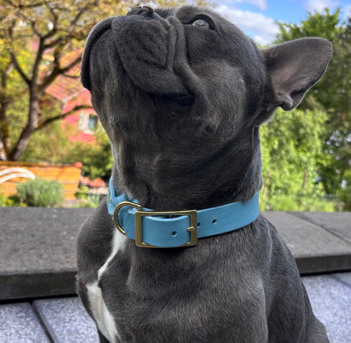 Fettleder Halsband, teilgeflochten, Hell Blau