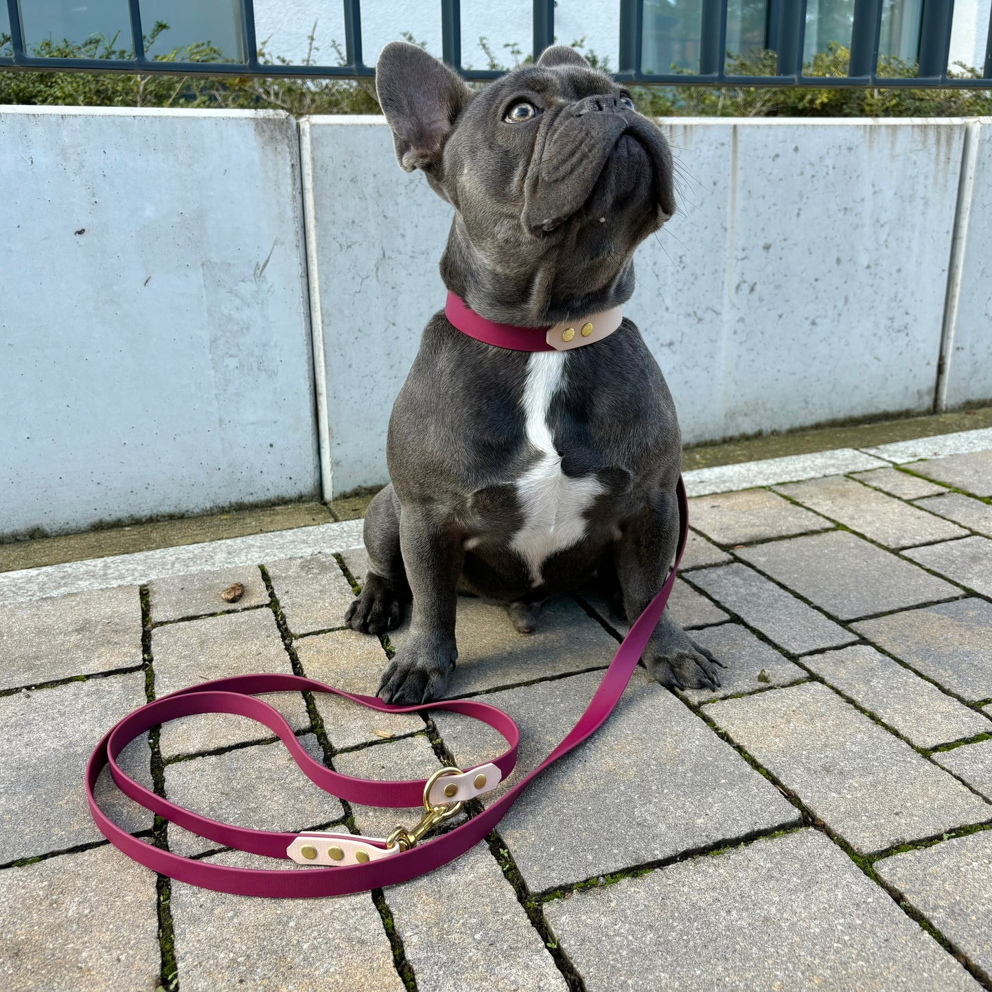 Halsband Biothane, zweifarbig, Weinrot und Puder