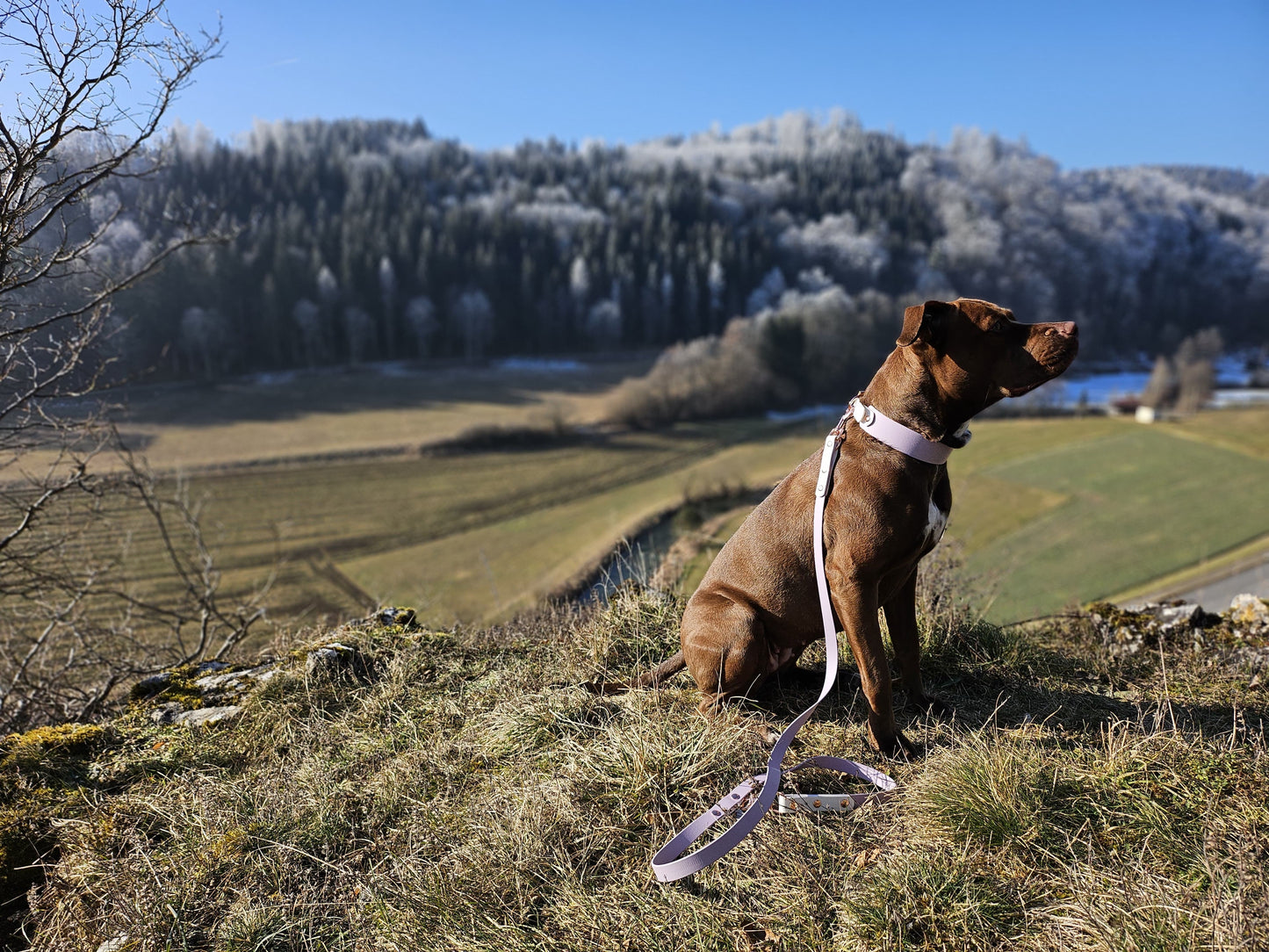 Halsband Biothane, Flieder und Weiß, extra breit