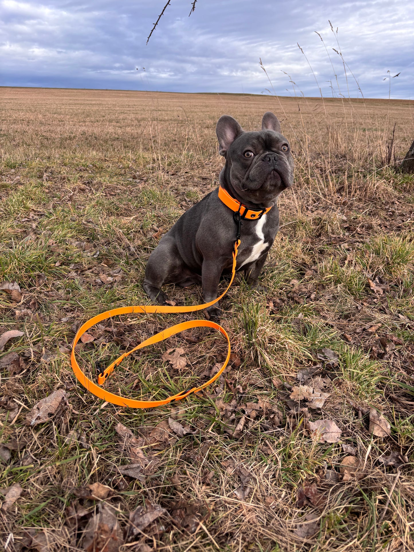 Halsband Biothane, Peach Orange