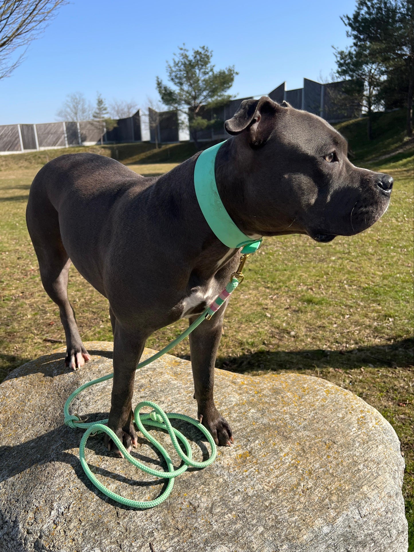 Halsband Biothane, Mint, breit