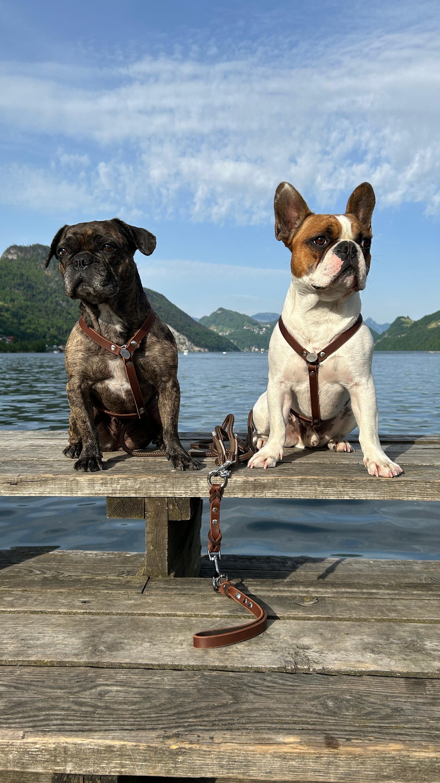 Hundegeschirr Fettleder, Schoko Braun, Schlicht
