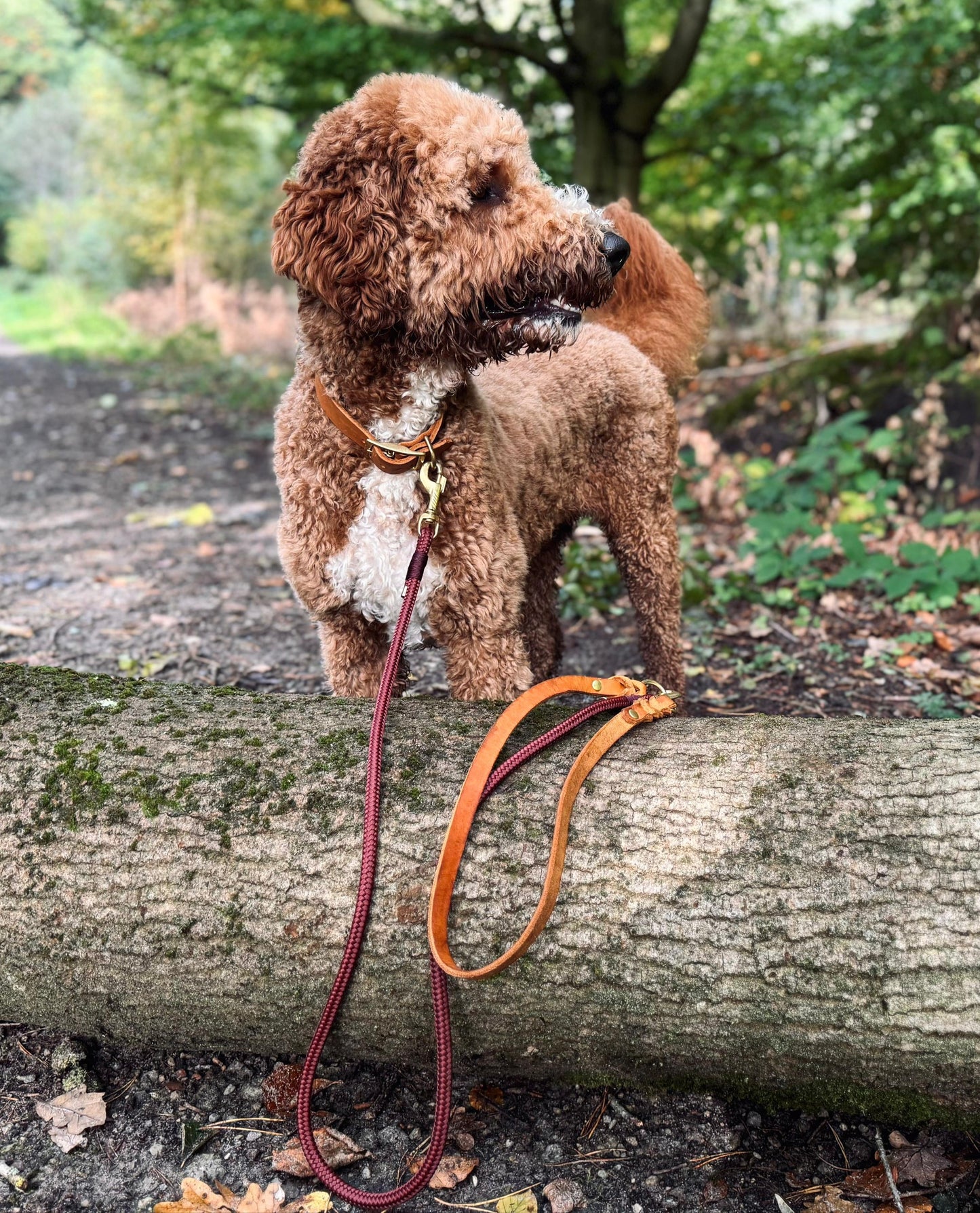 Fettleder und Tau Leine, teilgeflochten, Cognac und Roasted Aubergine