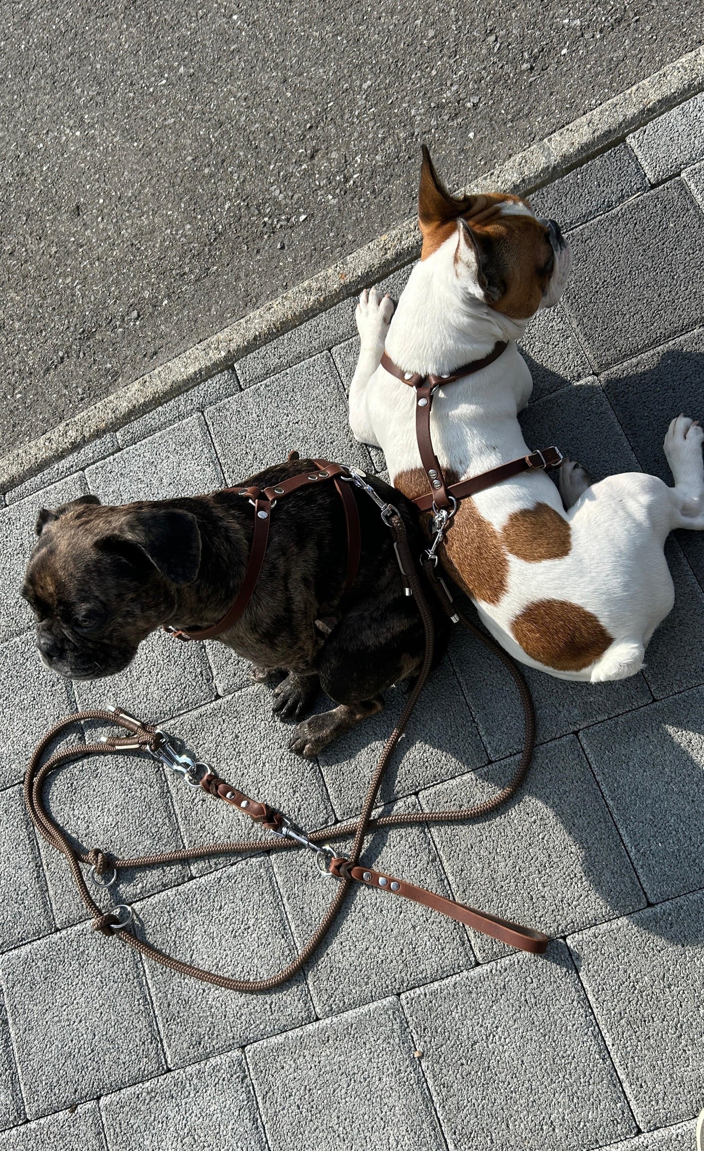 Hundegeschirr Fettleder, Schoko Braun, Schlicht