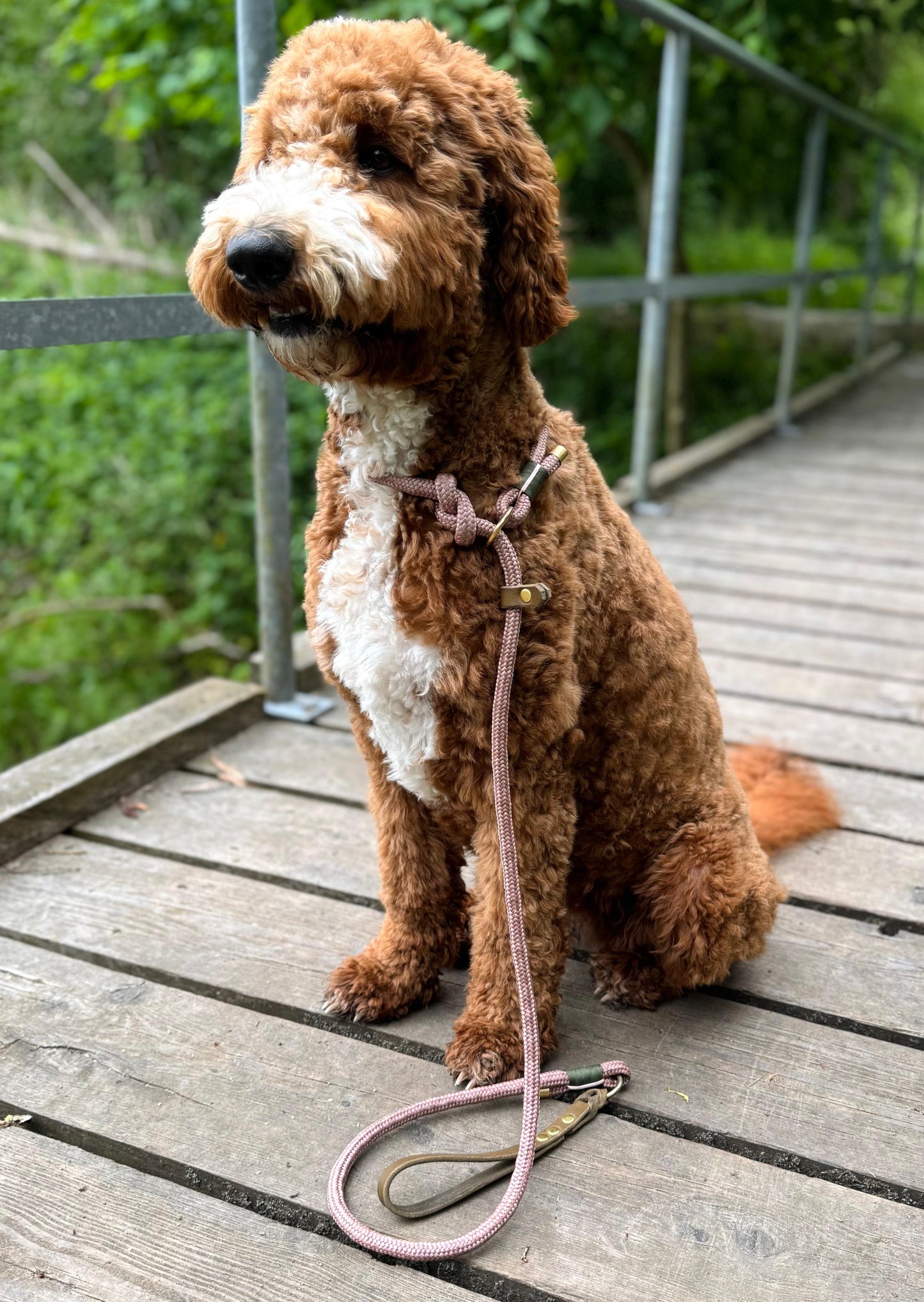 Retrieverleine in Kupferrosa mit Oliv farbener Schlaufe aus Fettleder